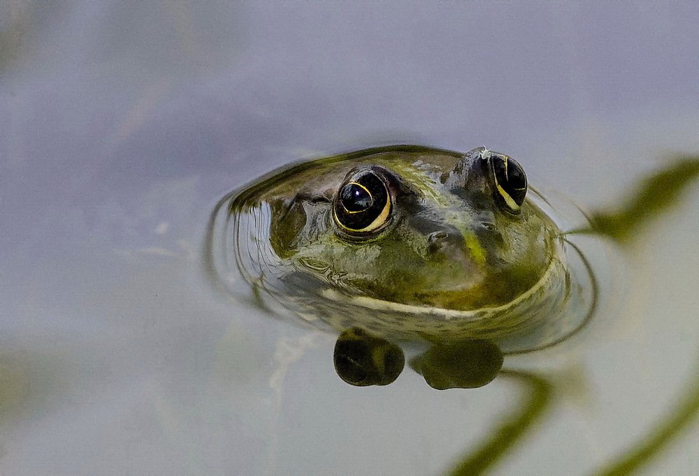 Недремлющие оки