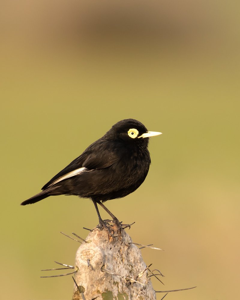 Photograph by Rafael Maffessoni