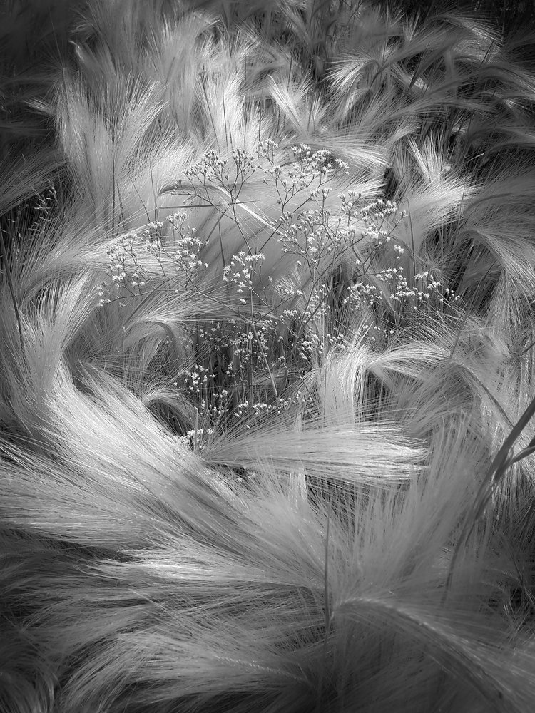 Ячмень гривастый и гипсофила мельчатая