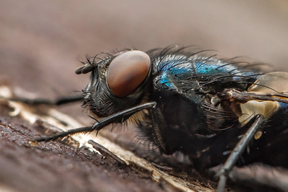 Фотография автора Мария Сурмачева