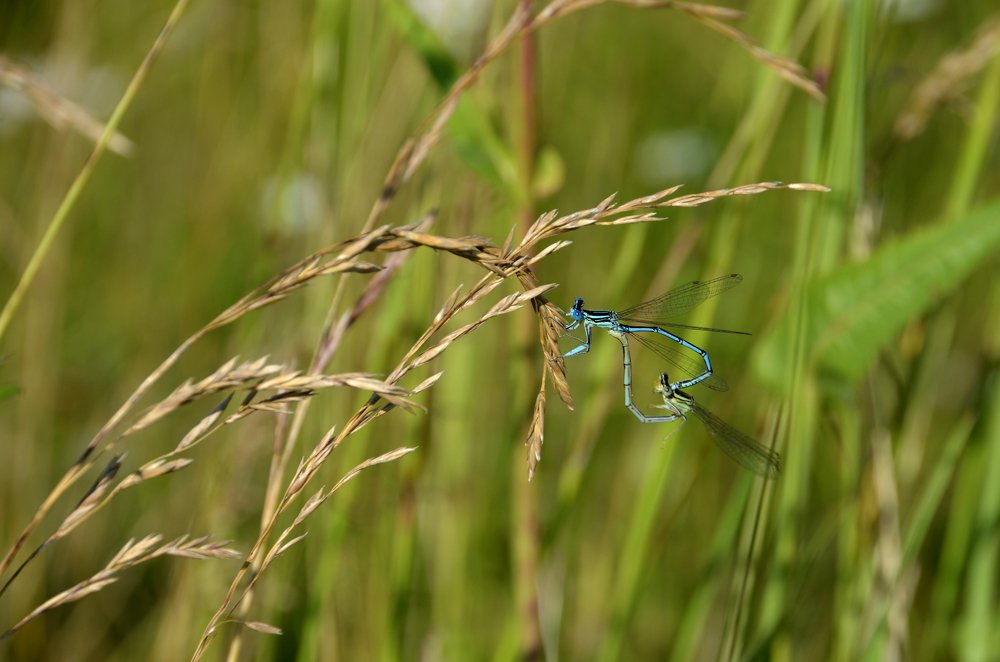 Photograph by Светлана Семенова