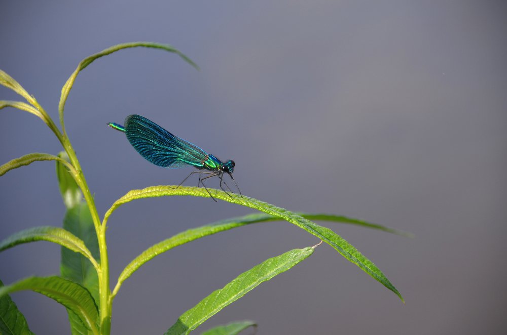 Photograph by Светлана Семенова