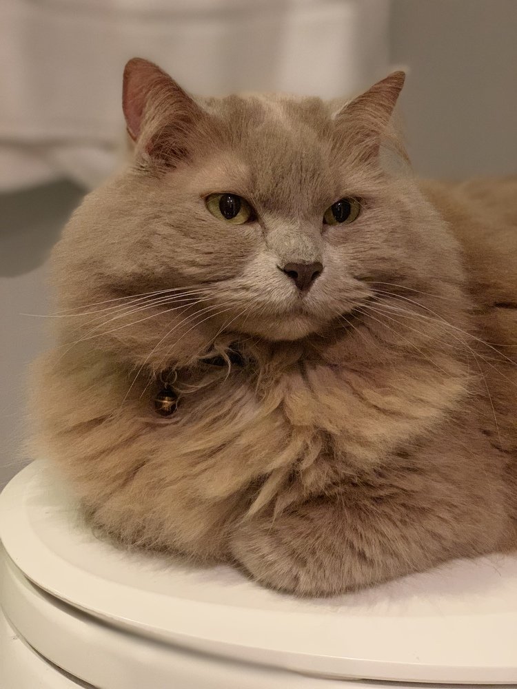 Photograph by Karin Celosse