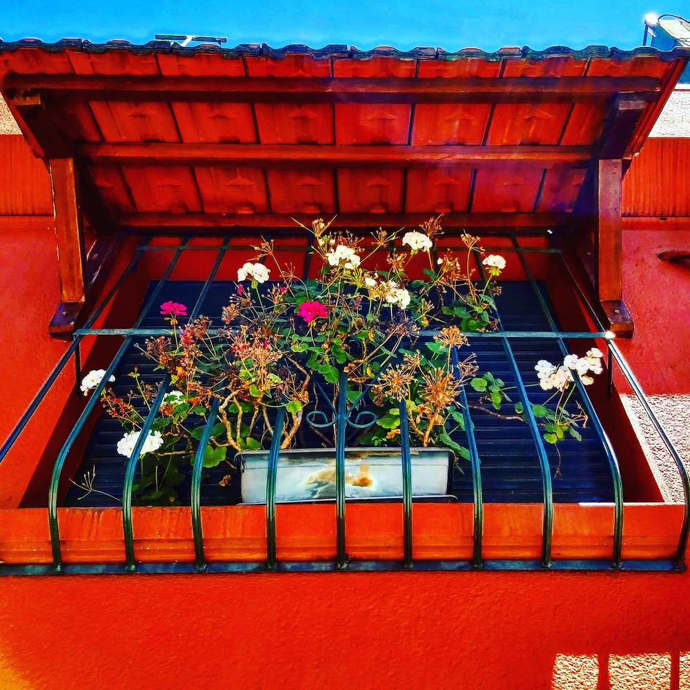 Flores de primavera, Montevideo.