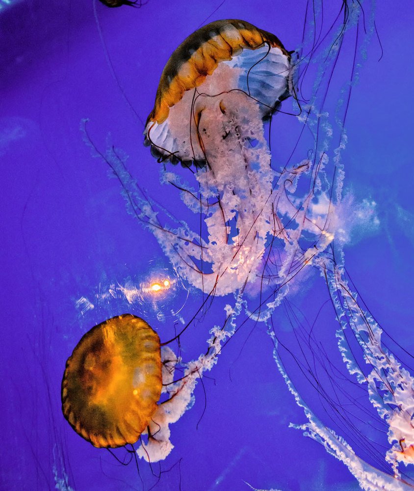 Фотография автора andrey gagarin