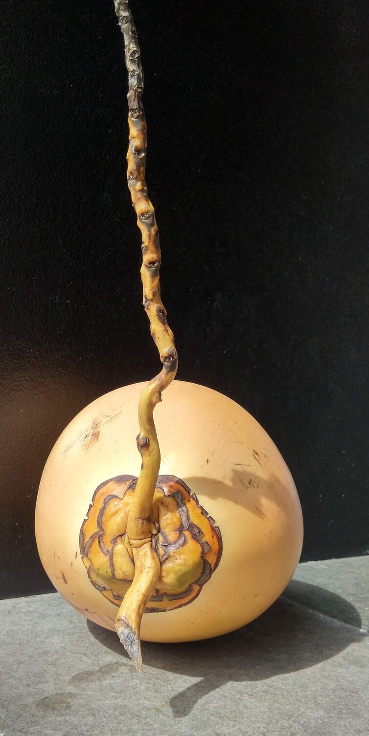 King Coconut