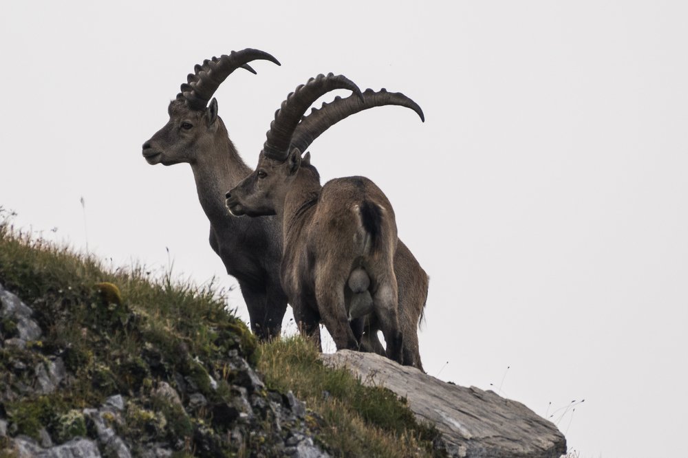 Alpine Ibex