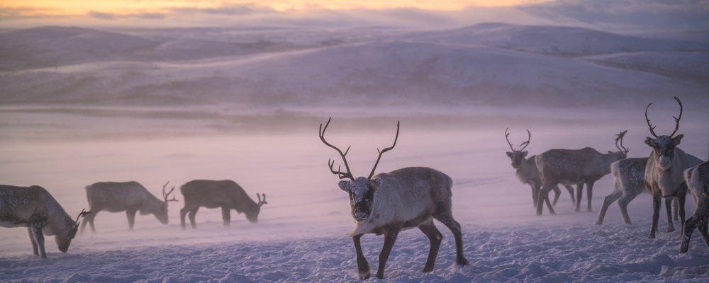 Reindeer Herd