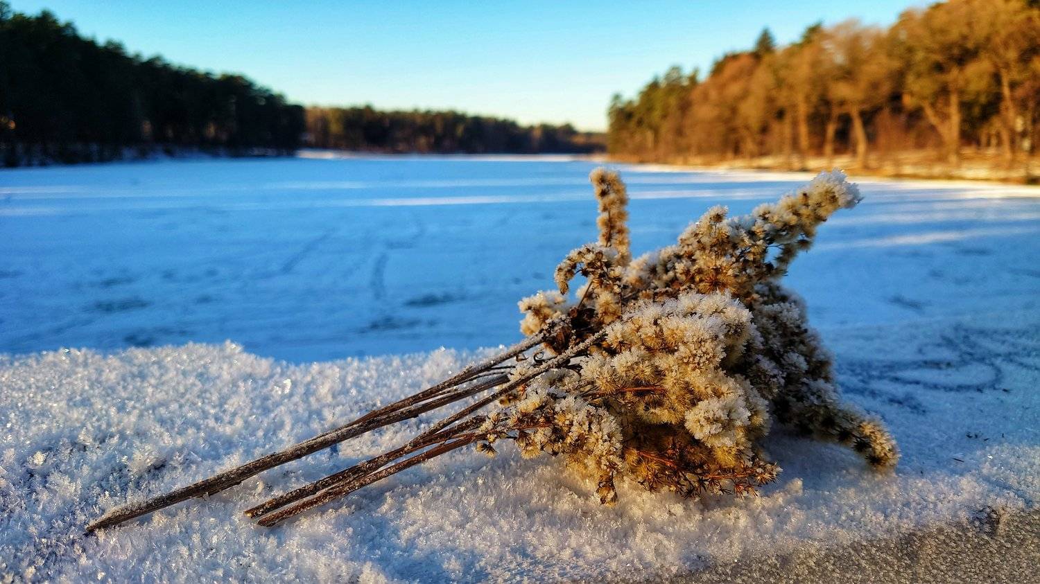 Зимний натюрморт.
