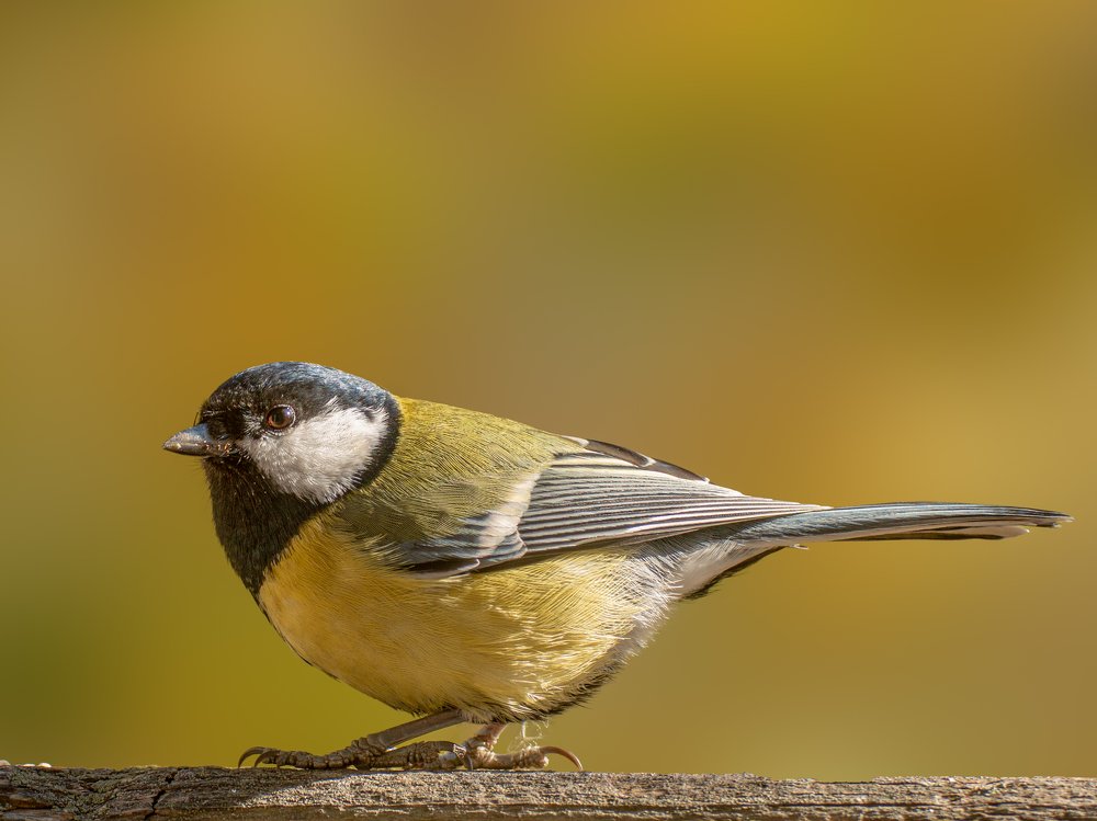 Parus Major