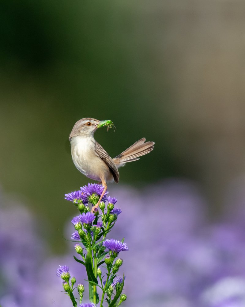 Plain Prinia with catch