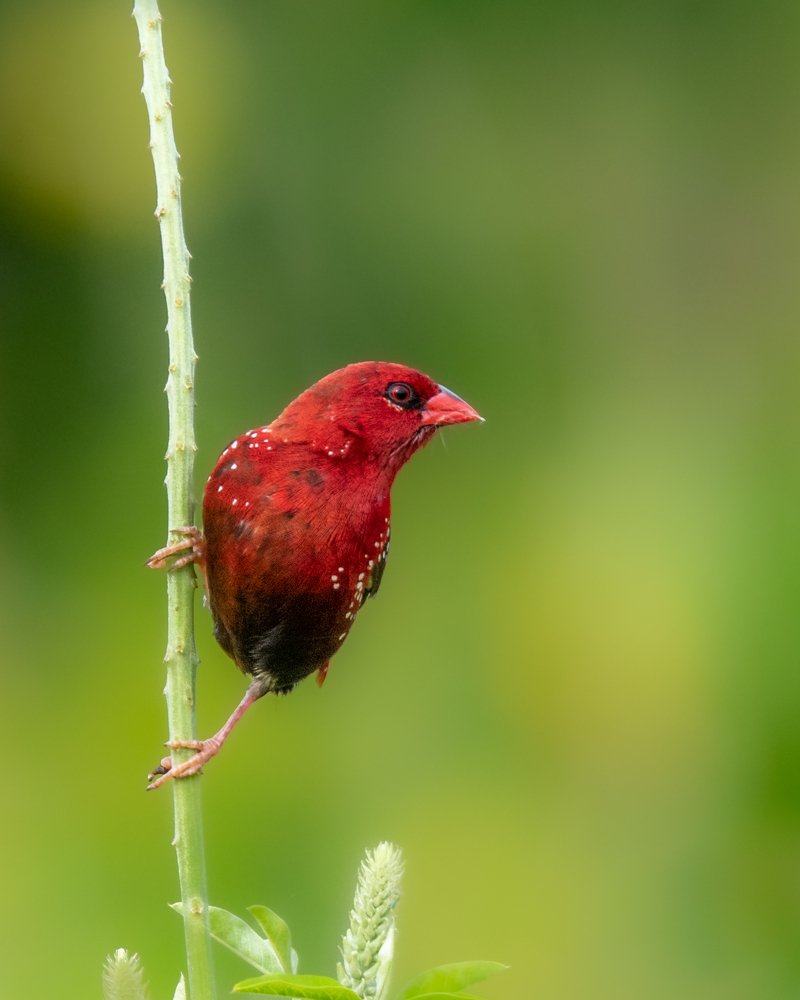 Red-Avadavat or Red-Munia or Strawberry finch