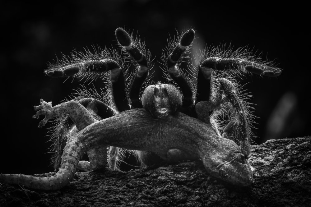 Photograph by Setiadi Ajar