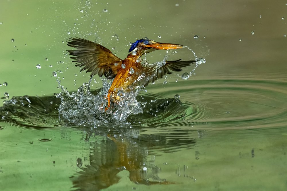 two litle king fisher