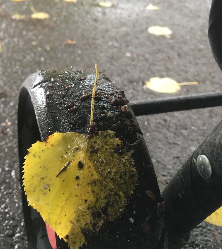 Фотография автора Ирина Курмалеева