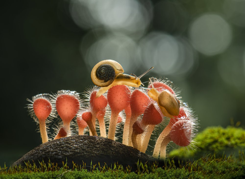 Photograph by Setiadi Ajar