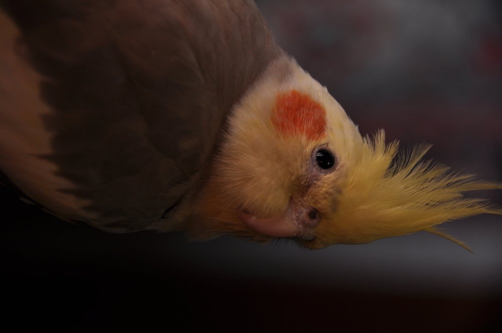 Photograph by Галина Лысых