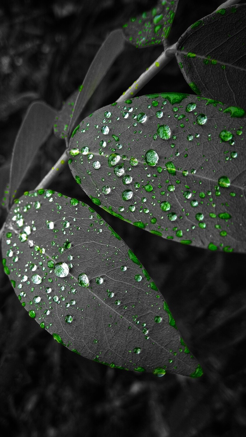 Rain drops on leaf