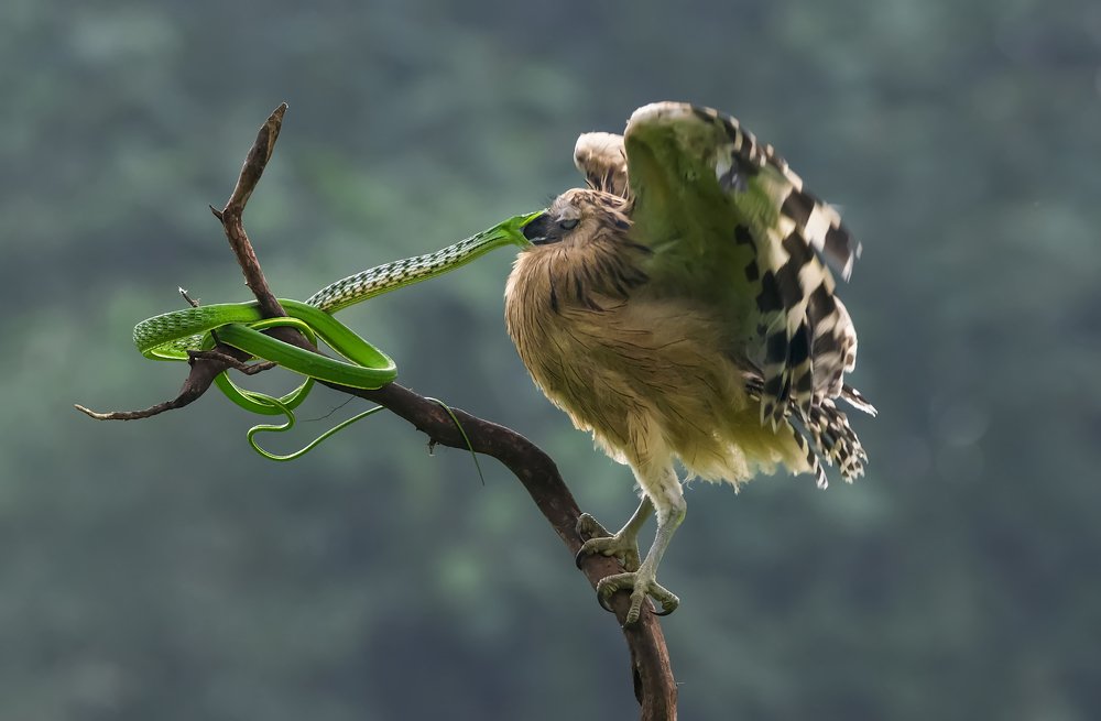 Photograph by Setiadi Ajar