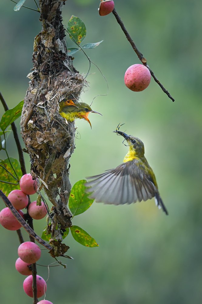 Photograph by Setiadi Ajar