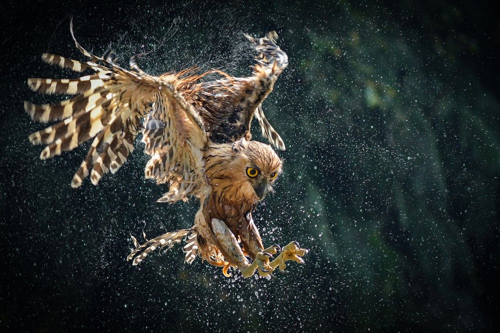 Photograph by Setiadi Ajar