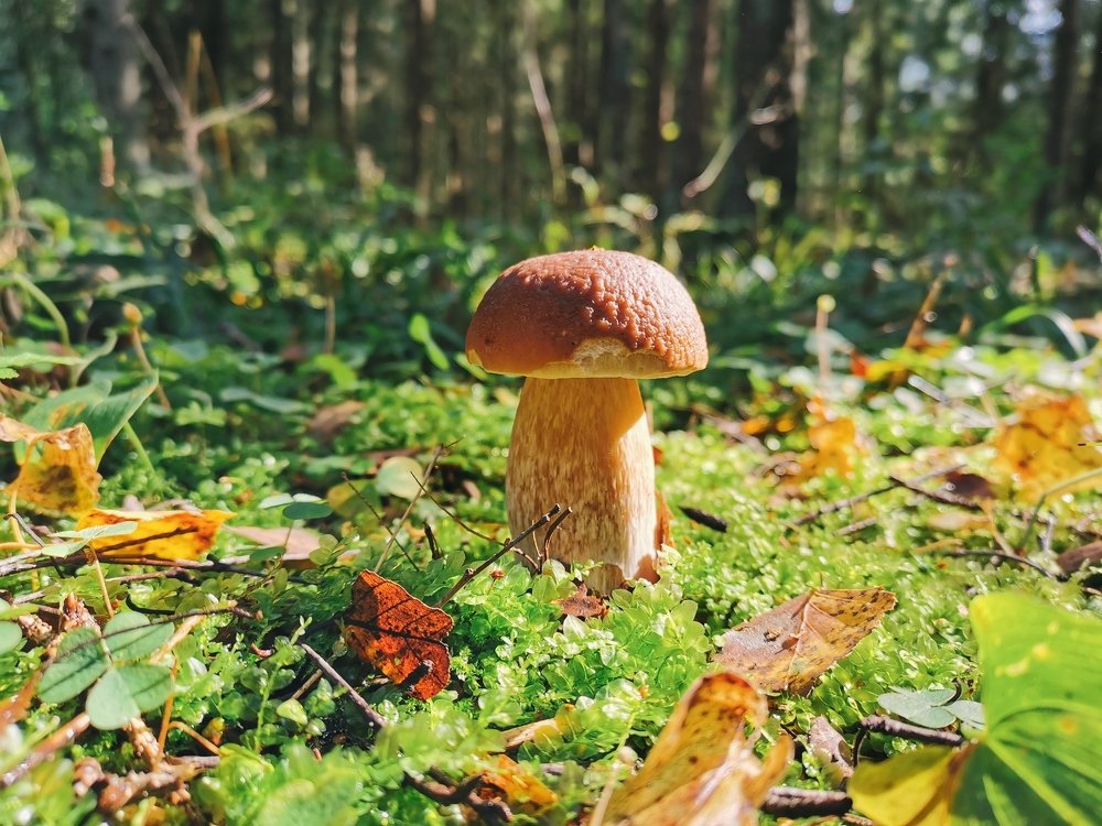 Фотография автора Игорь Шамшур