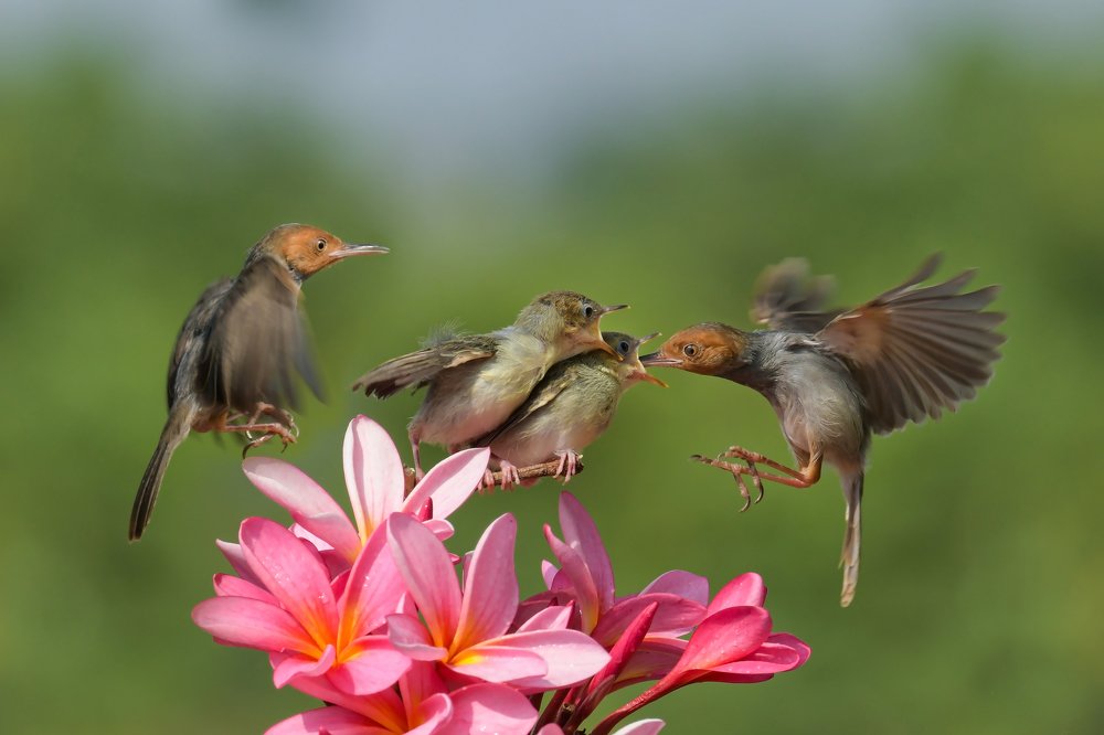 a couple of prenjaks and offsprings