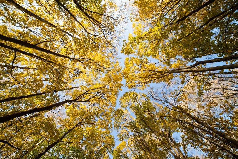 Капилляры осени