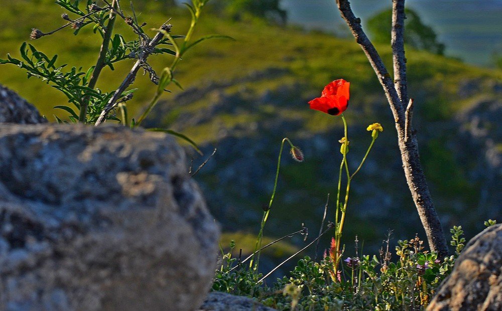 Photograph by Михаил Рудиков