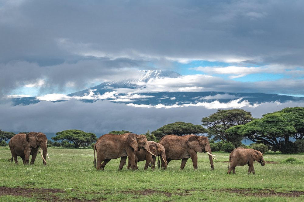 Мама Африка/Mama Africa