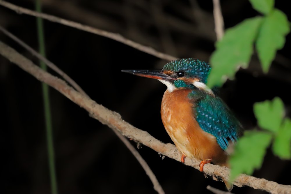 Photograph by Никита Шемякин