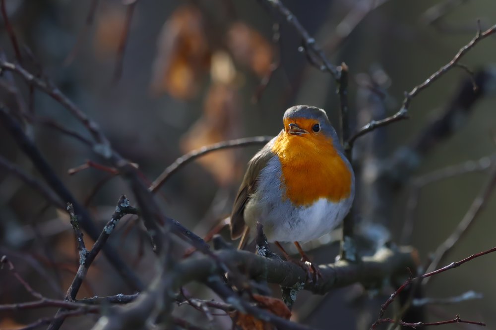 Весеннее пение зарянки