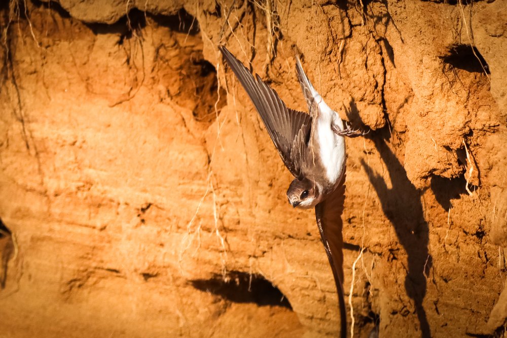 Photograph by Никита Шемякин