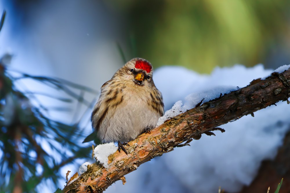 Photograph by Никита Шемякин