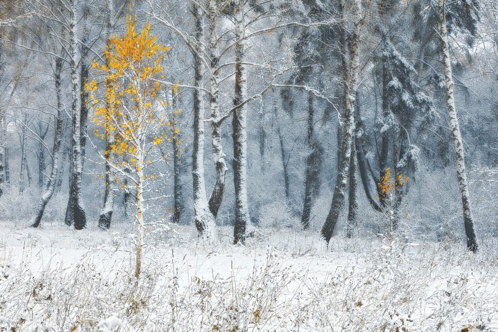 Photograph by Sven Rok