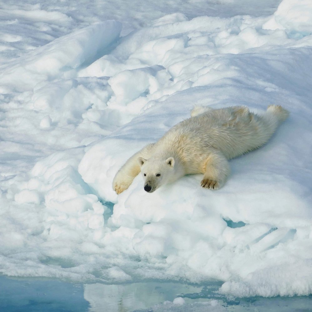 Playtime in Canadian Arctic