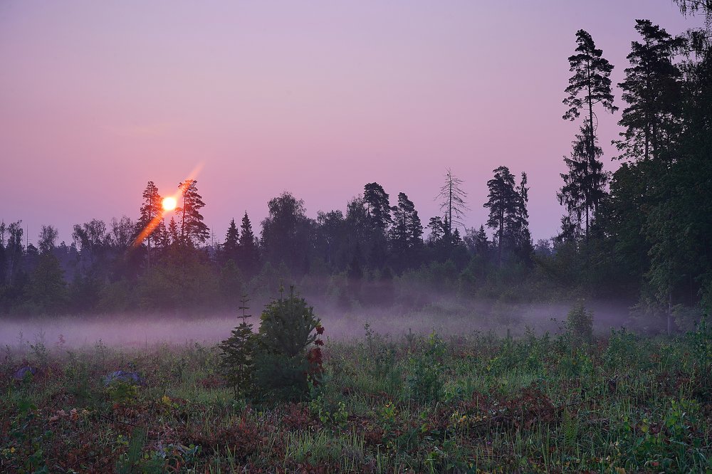 Июльский туман на рассвете