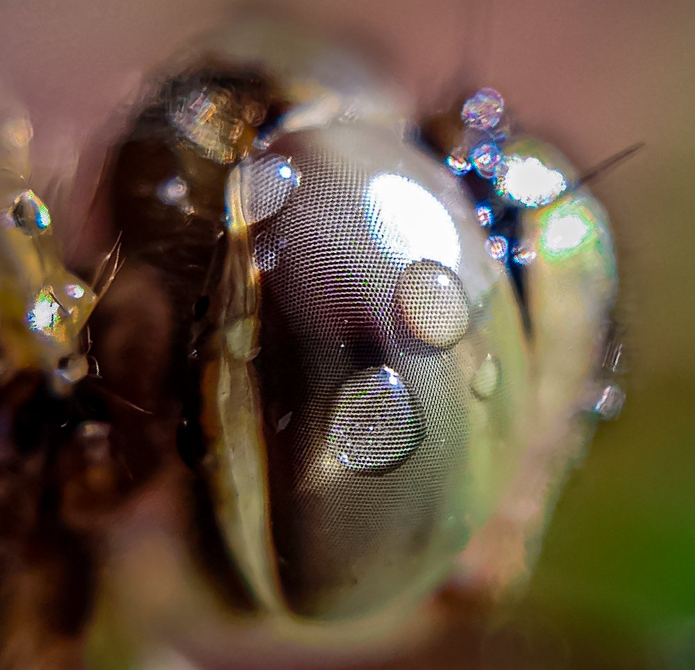 Close up shot of dragonfly