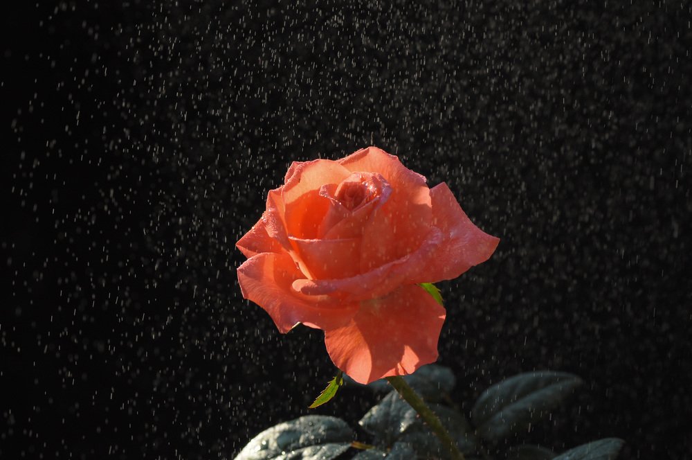 Фотография автора Echa Kriwil