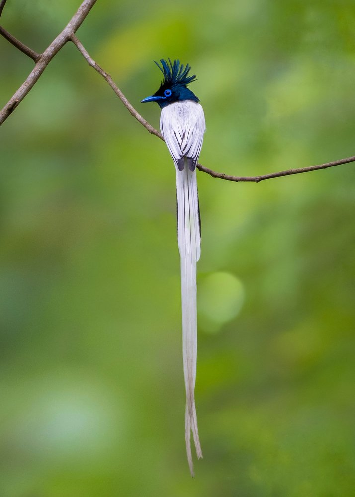 The illusive dancer of paradise.