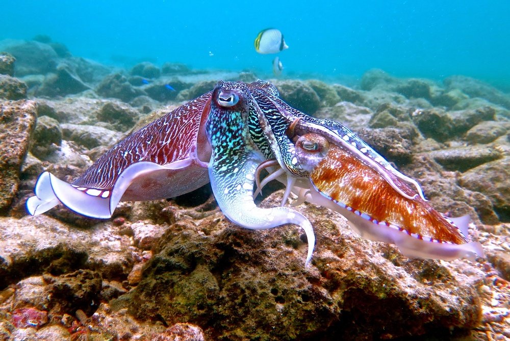 cuttlefish family