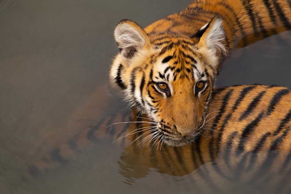 Photograph by Gajendra Singh