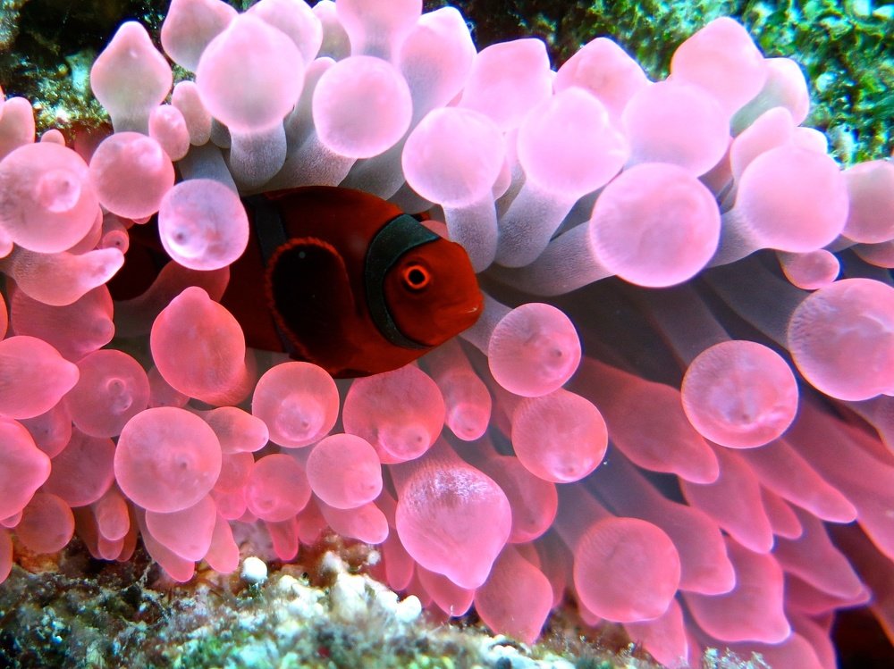 Photograph by Ирина Науменко