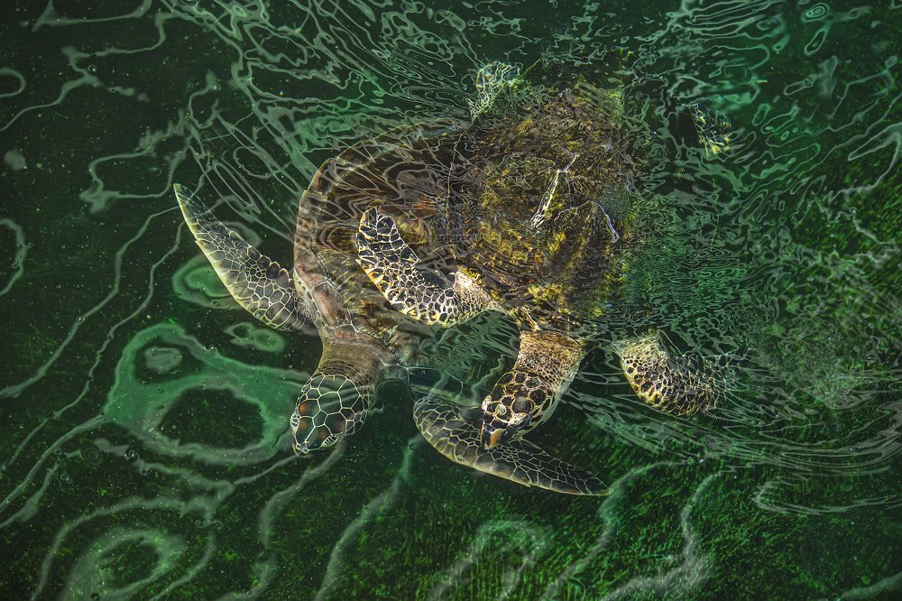 Фотография автора NeCoTi ChonTin