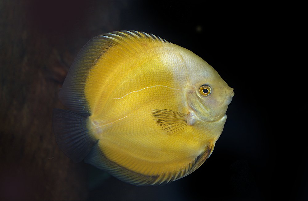 Photograph by NeCoTi ChonTin