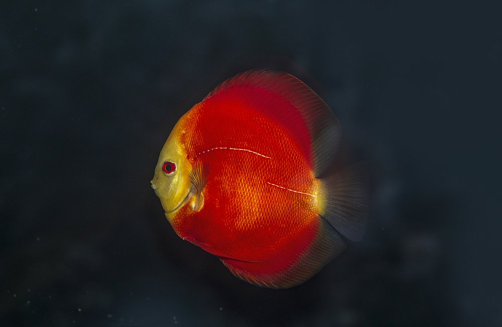 Фотография автора NeCoTi ChonTin