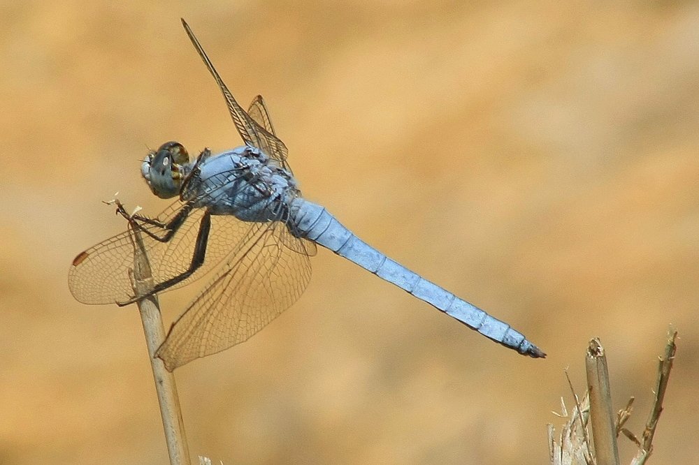 Photograph by Takis Bananis