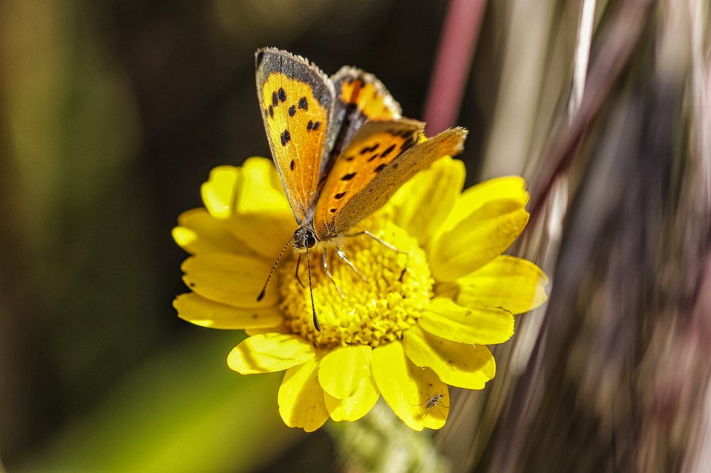 Photograph by António Manuel de Pereira