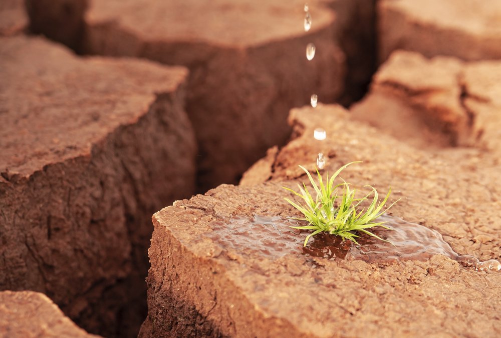 "Возрождение"