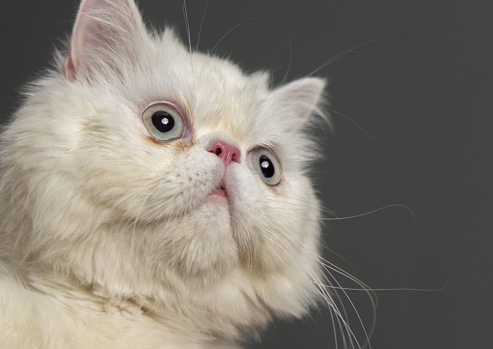 Photograph by Farshad Yazdankhah